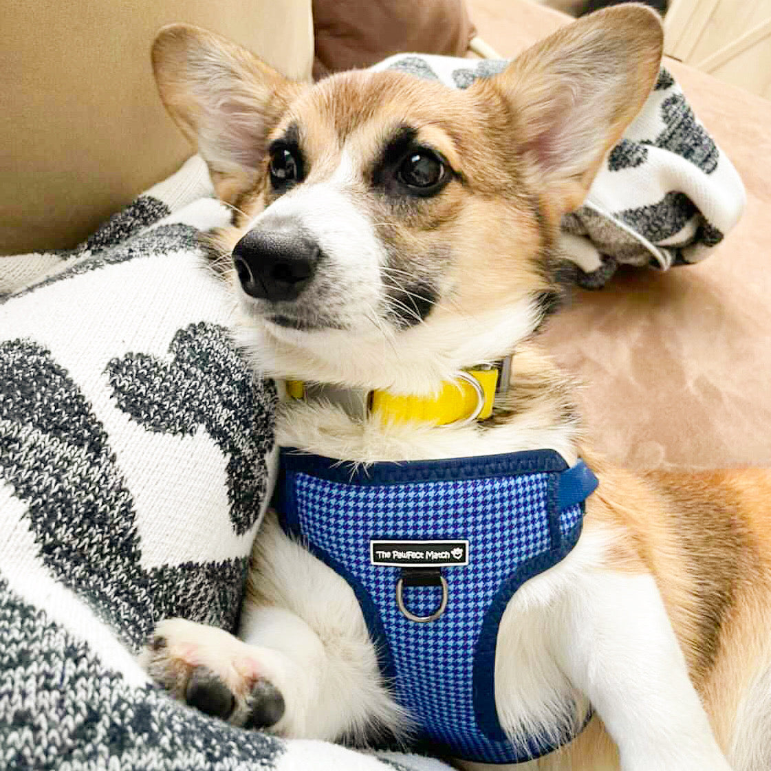 Don't Hound Me Harness