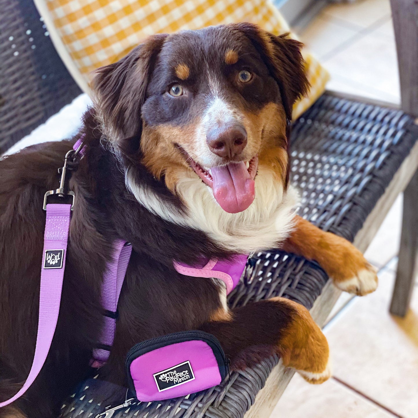 Royal Purple Leash