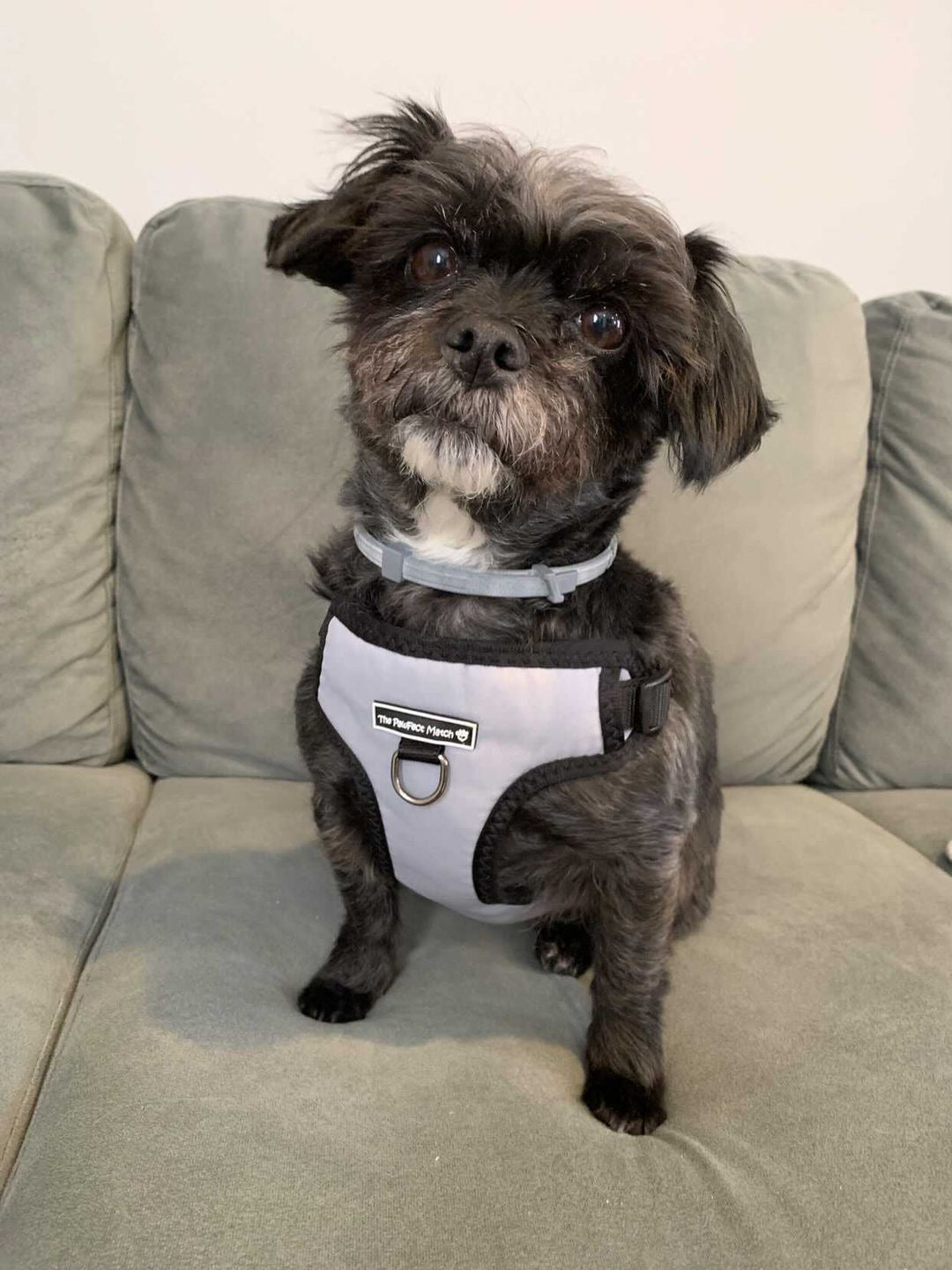 Essential Harness