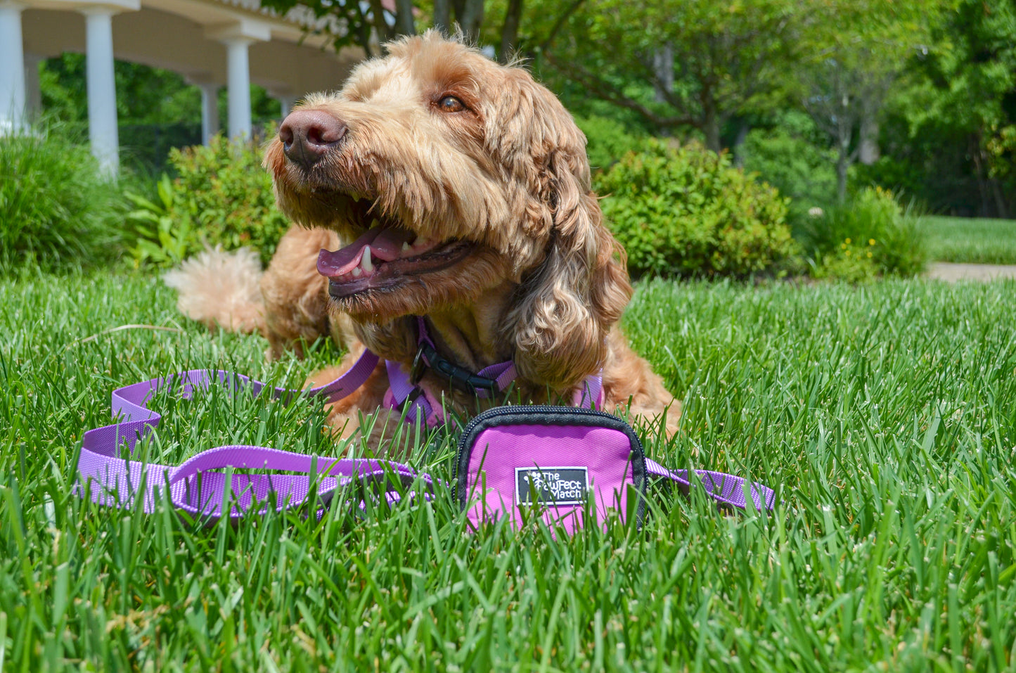 Royal Purple Poop Bag Holder