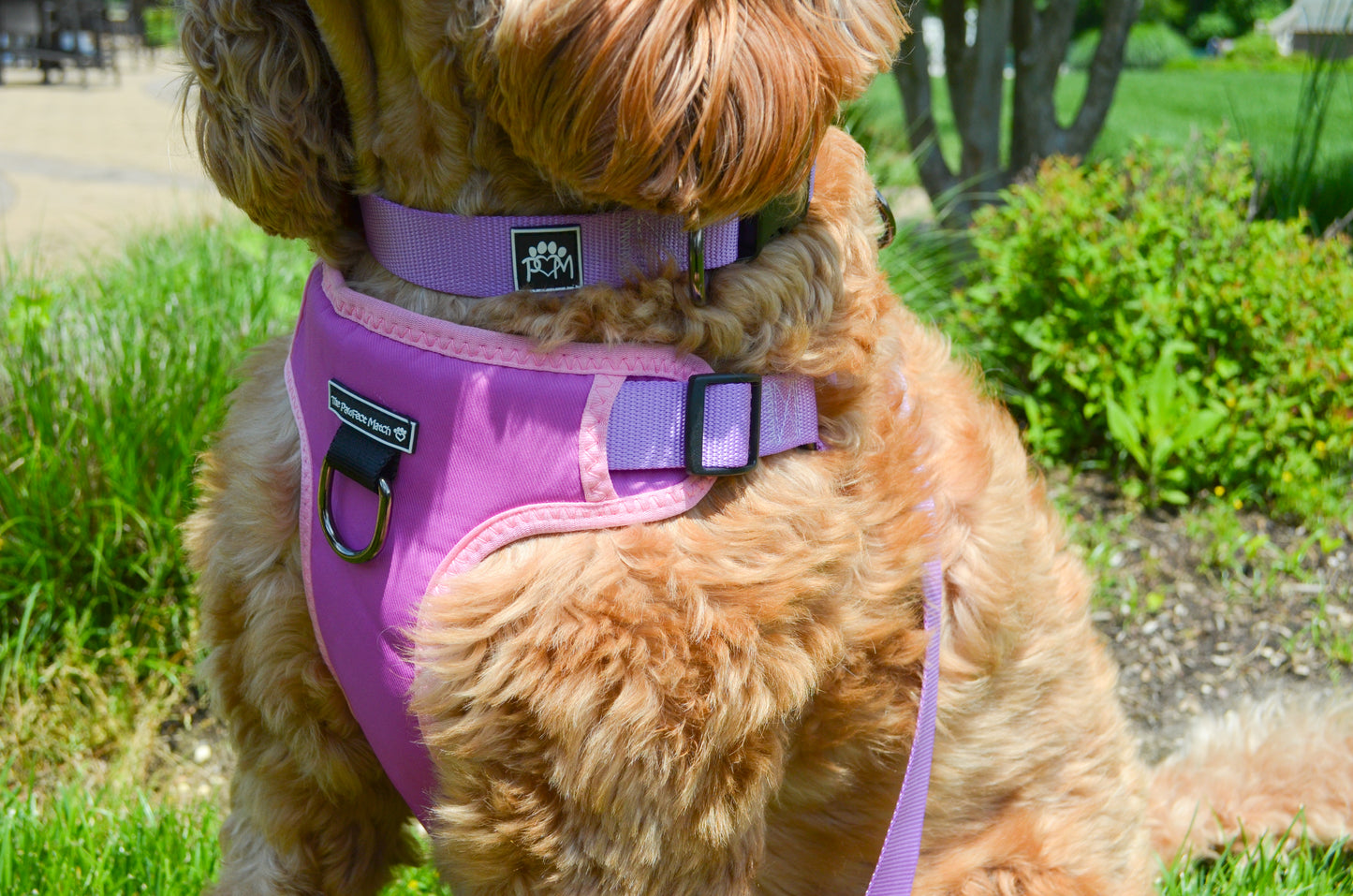 Royal Purple Harness