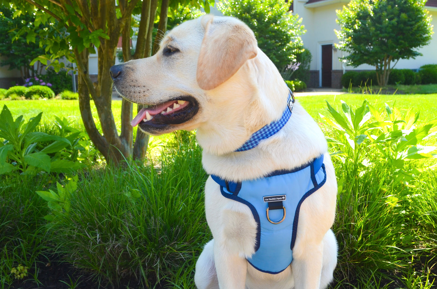 Winter Blue Harness