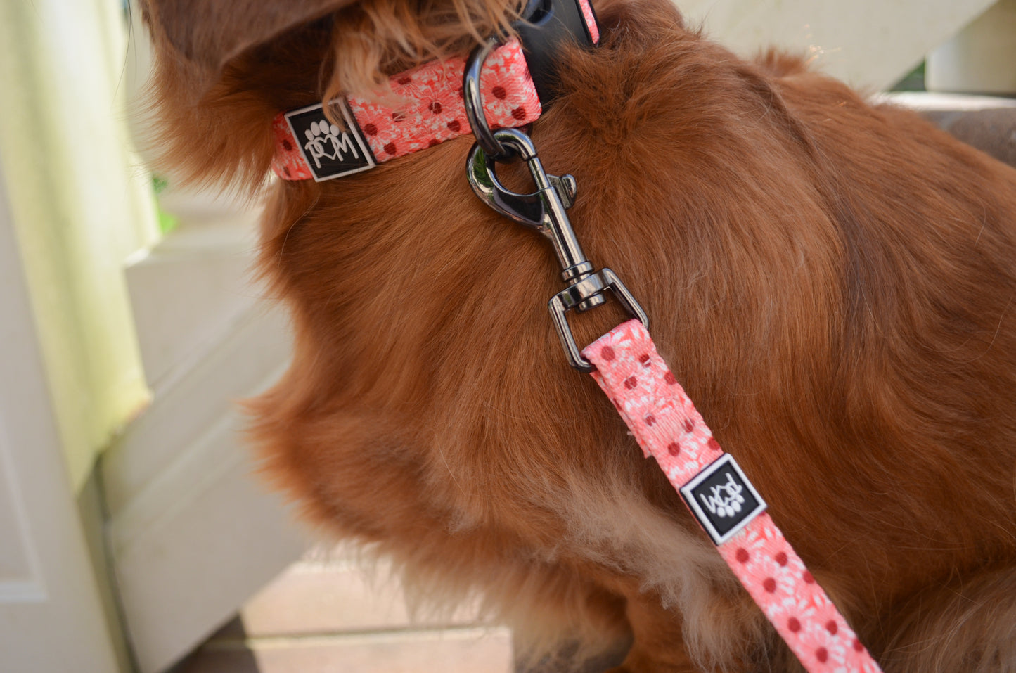 Collie-Flower Collar