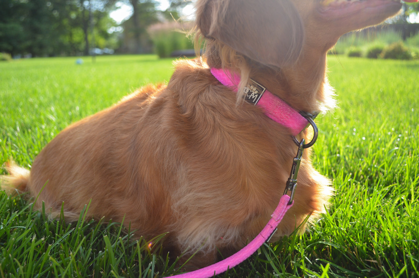 Playful Pawple Collar