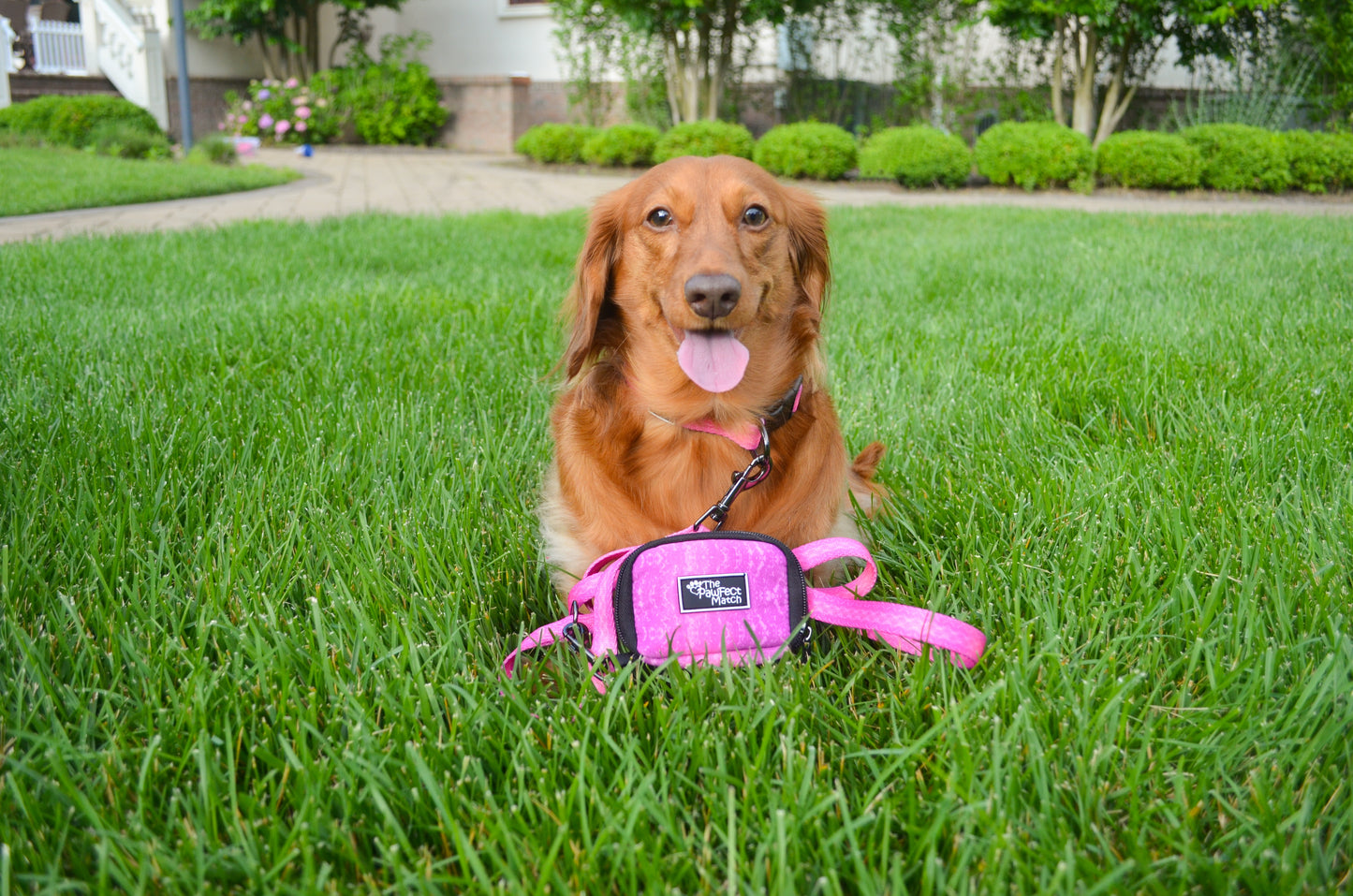 Playful Pawple Poop Bag Holder