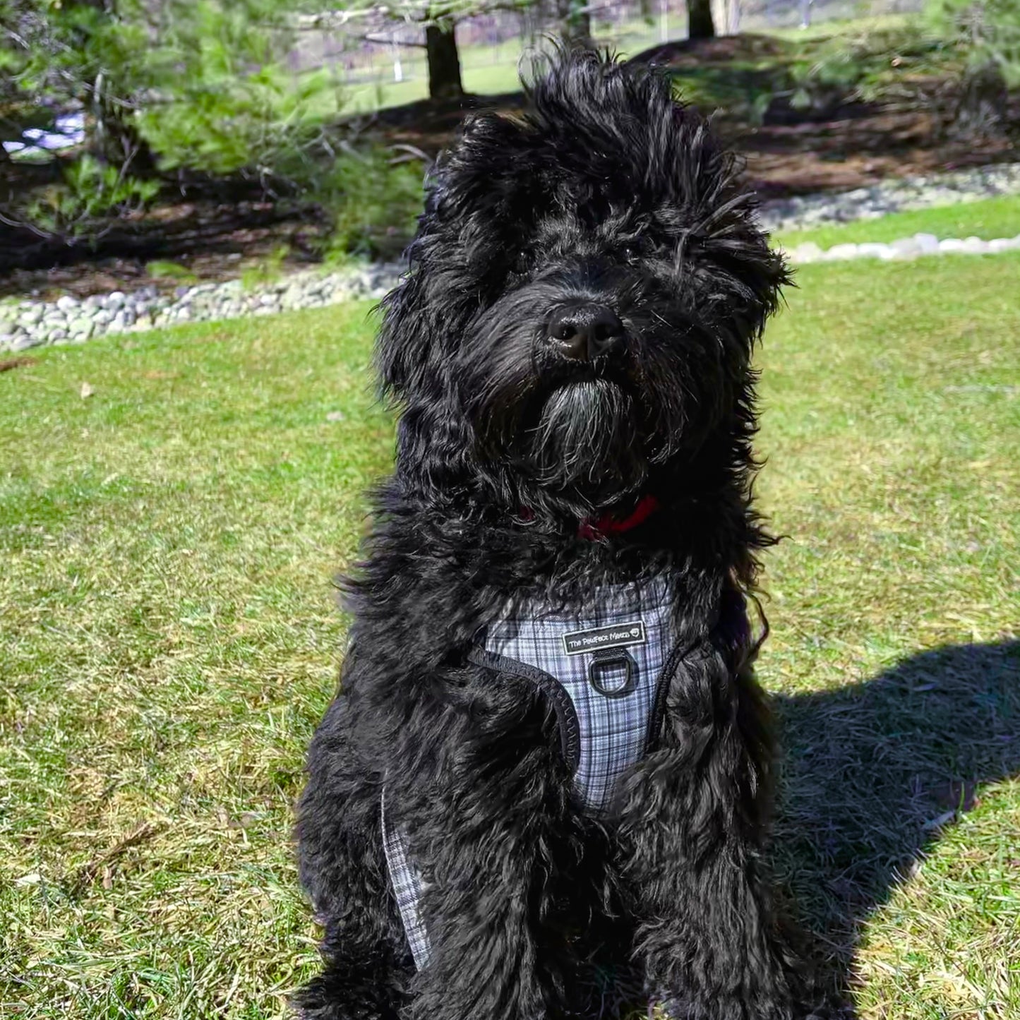Plaid Pawty Harness