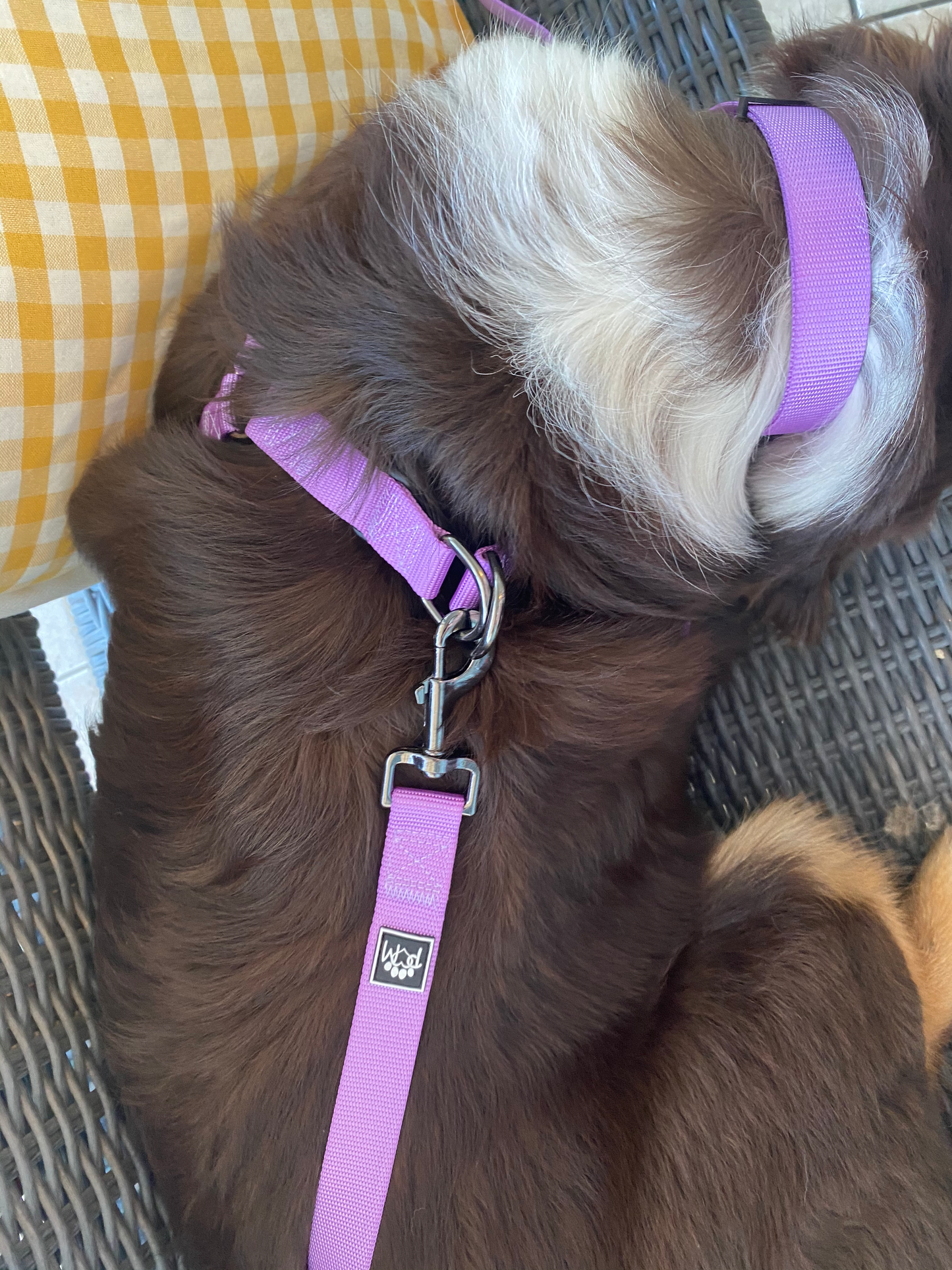Royal Purple Collar