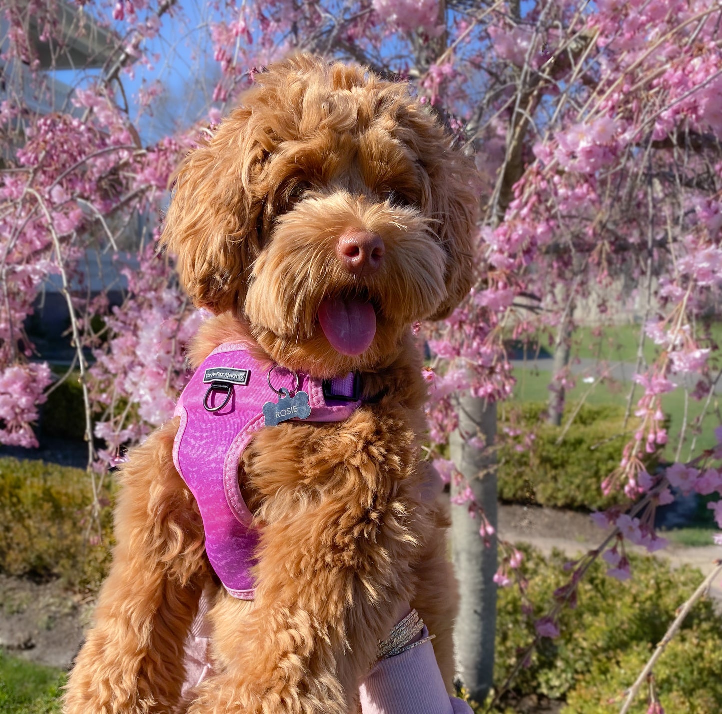 Playful Pawple Harness