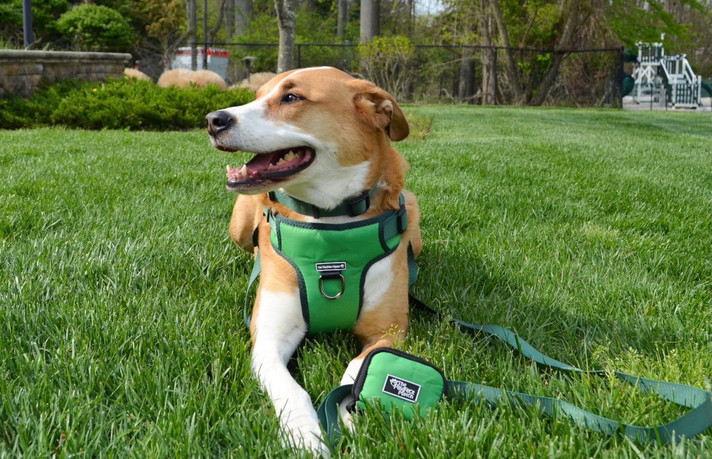Eucalyptus Green Harness