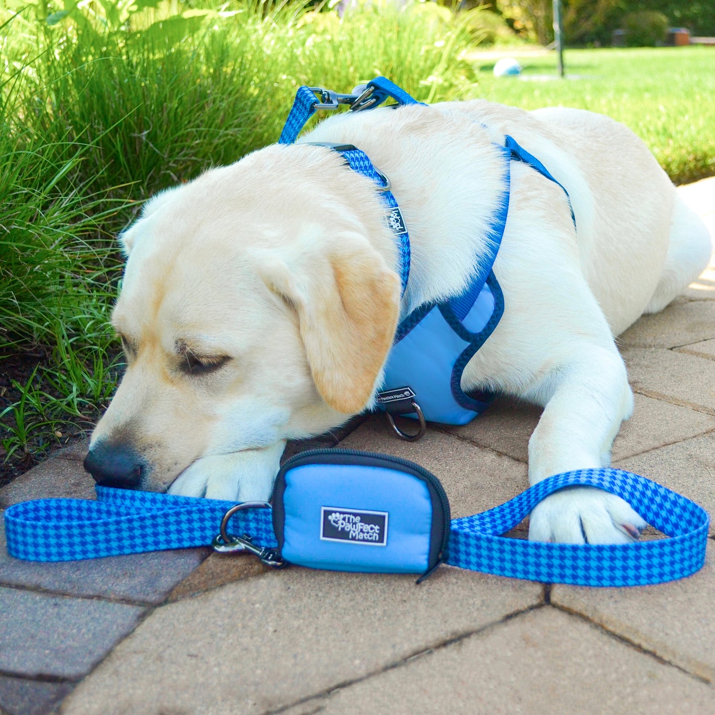 Don't Hound Me Leash