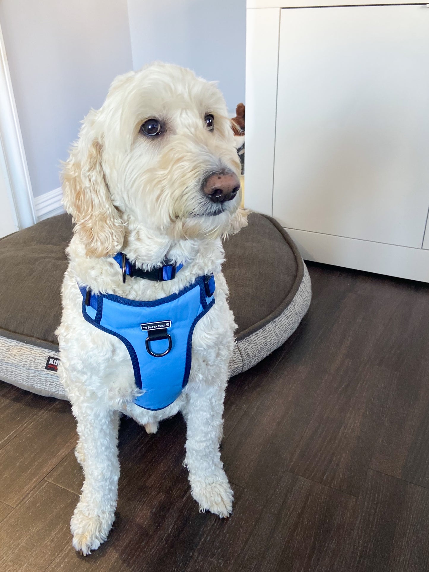 Winter Blue Harness