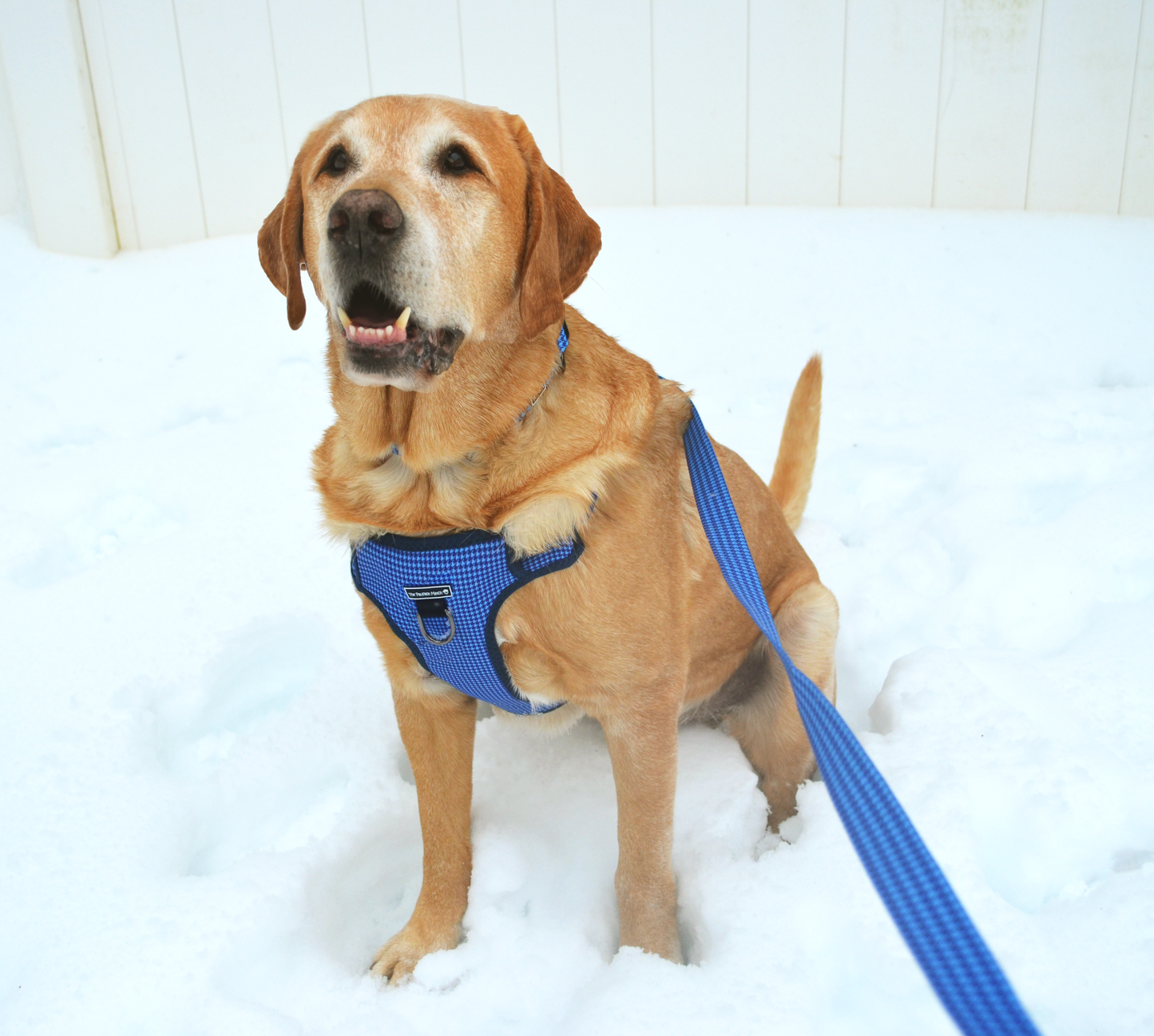 Don't Hound Me Harness