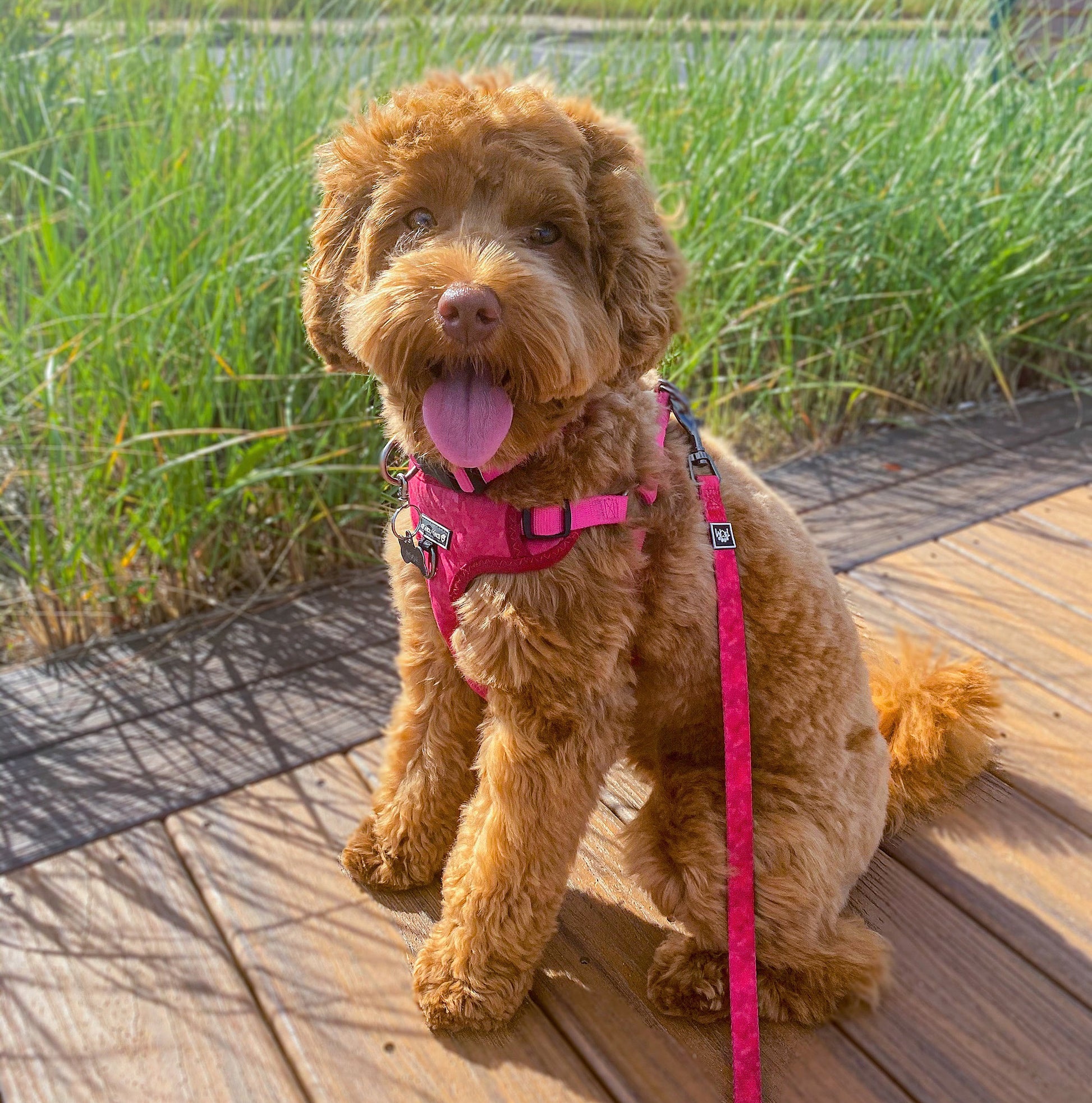 To Dye For Harness – The Pawfect Match