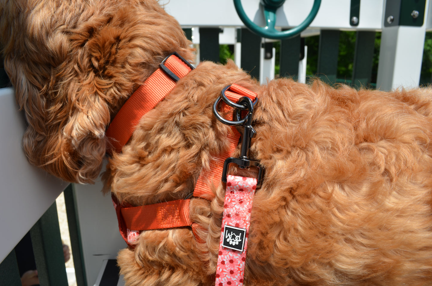 Autumn Orange Collar