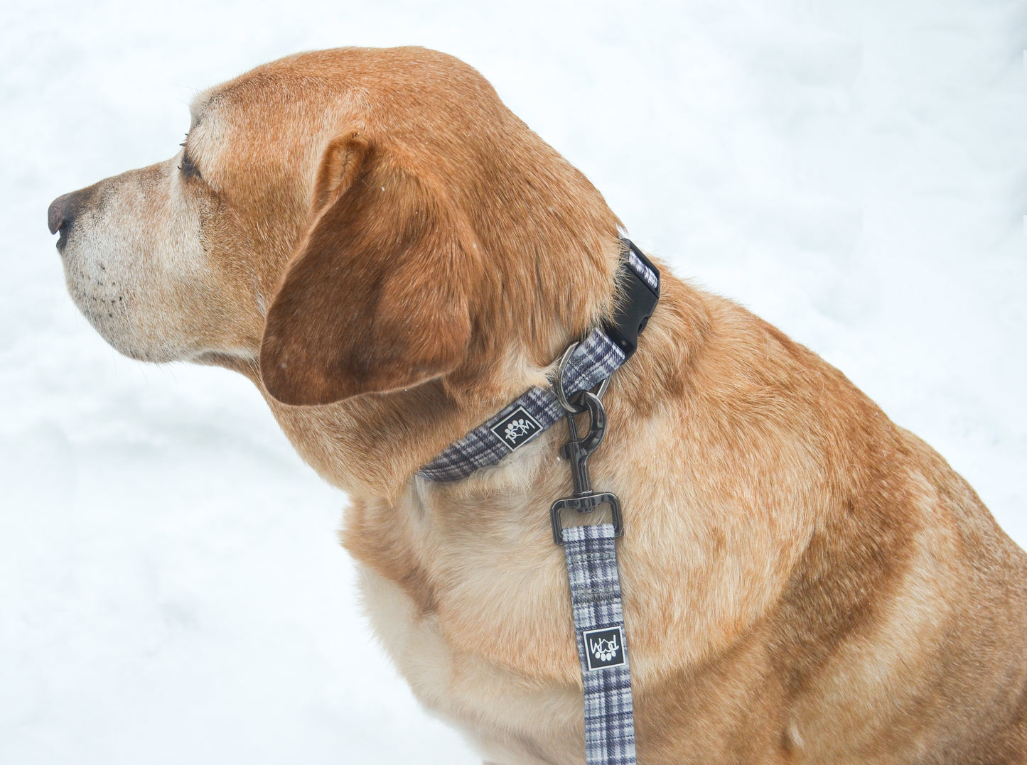 Plaid Pawty Collar