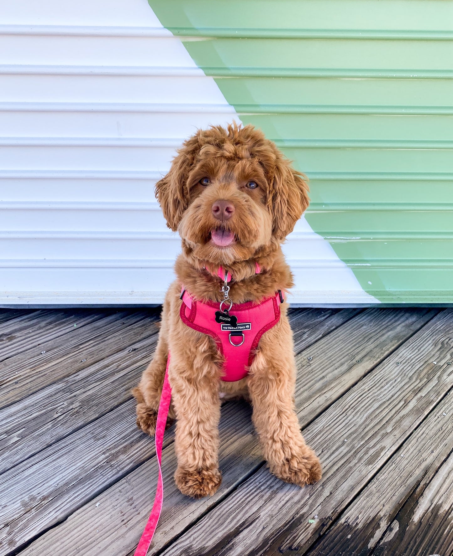 Rosie Pink Harness